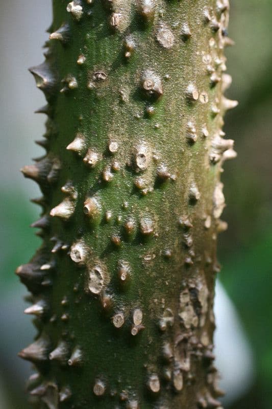 Montrichardia 13