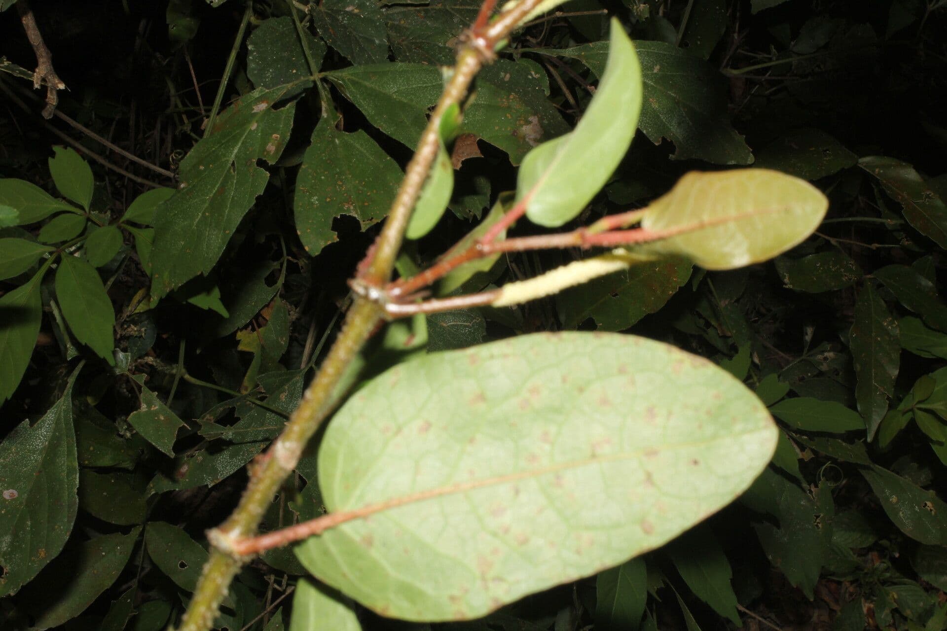Pimienta tuberculada 14
