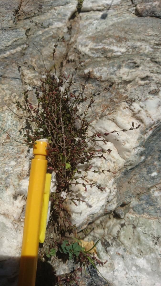 Micromeria 3
