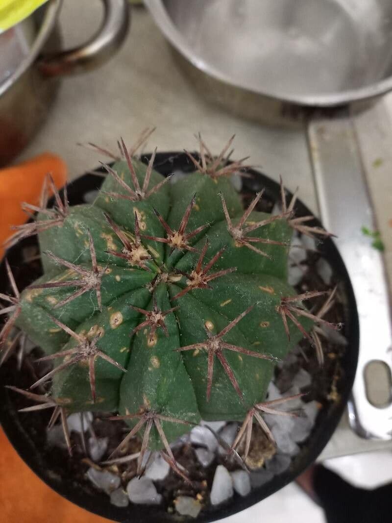 Melocactus 9