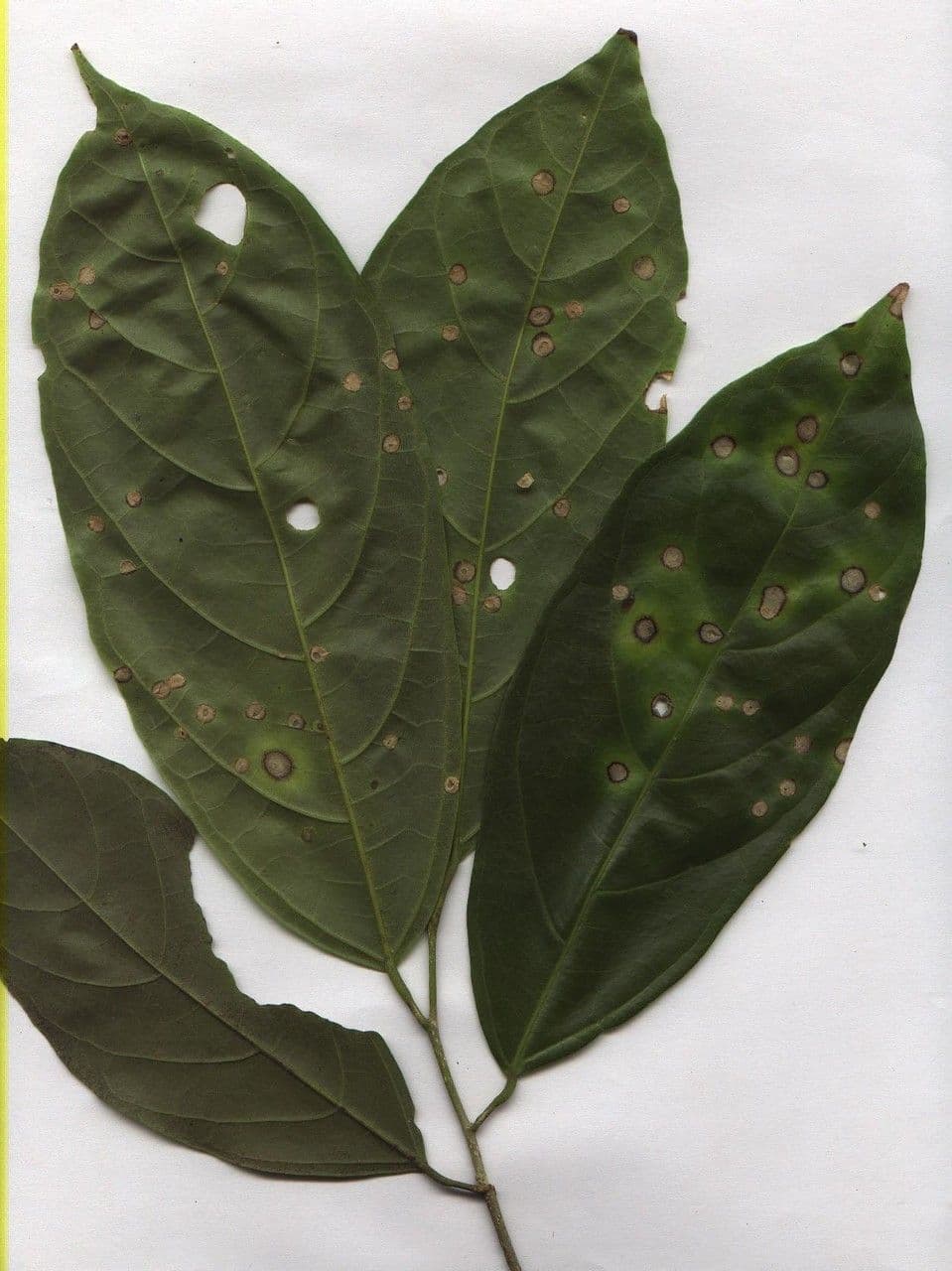 Quararibea 12