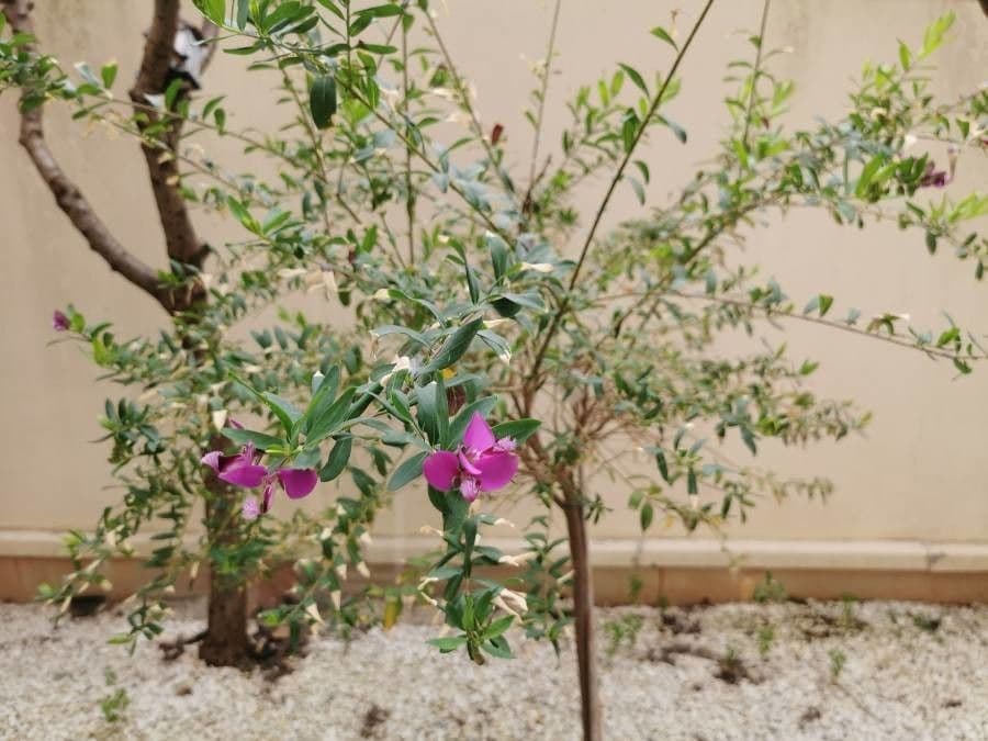 Myrtenblättrige Kreuzblume 12