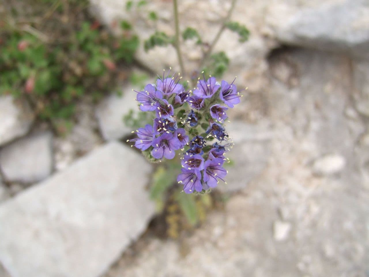 Facelia zbita 6