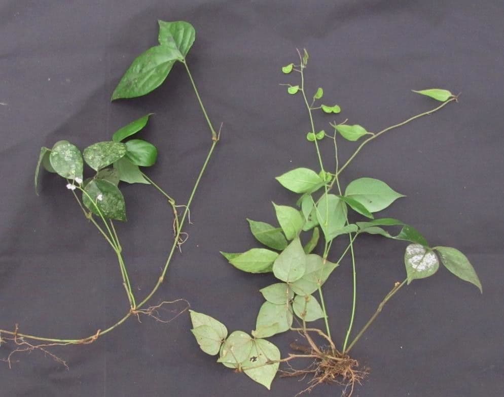 Desmodium di Wydler 4