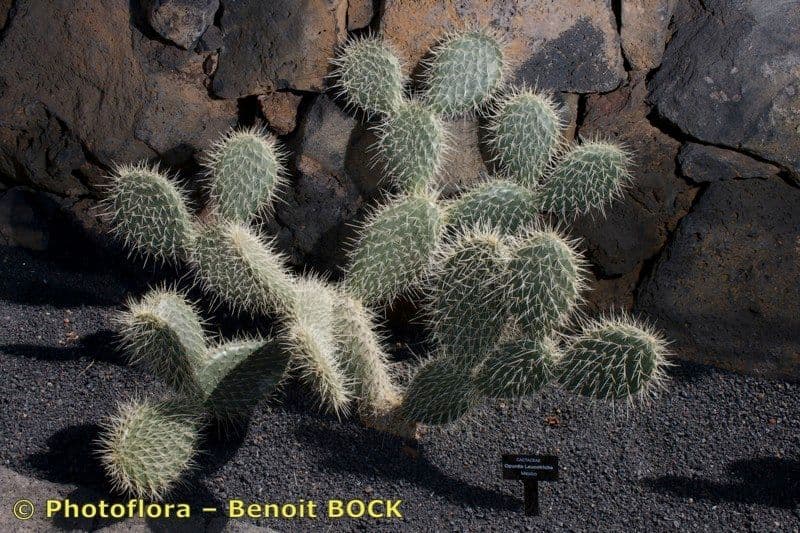 Opuntia leucotricha 26