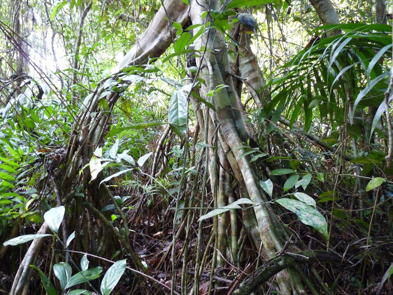 Xylopia 4