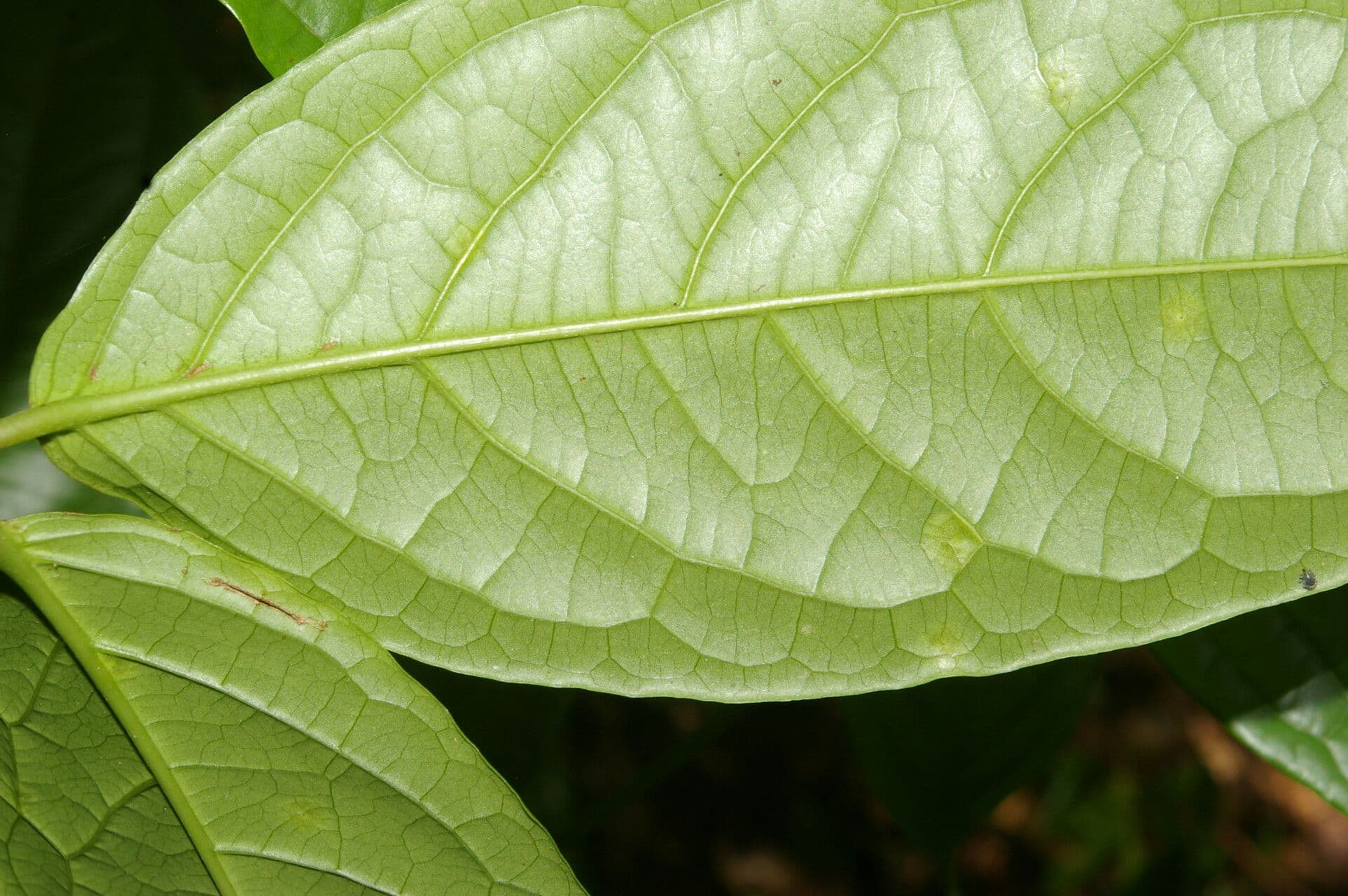 Glicophyllum