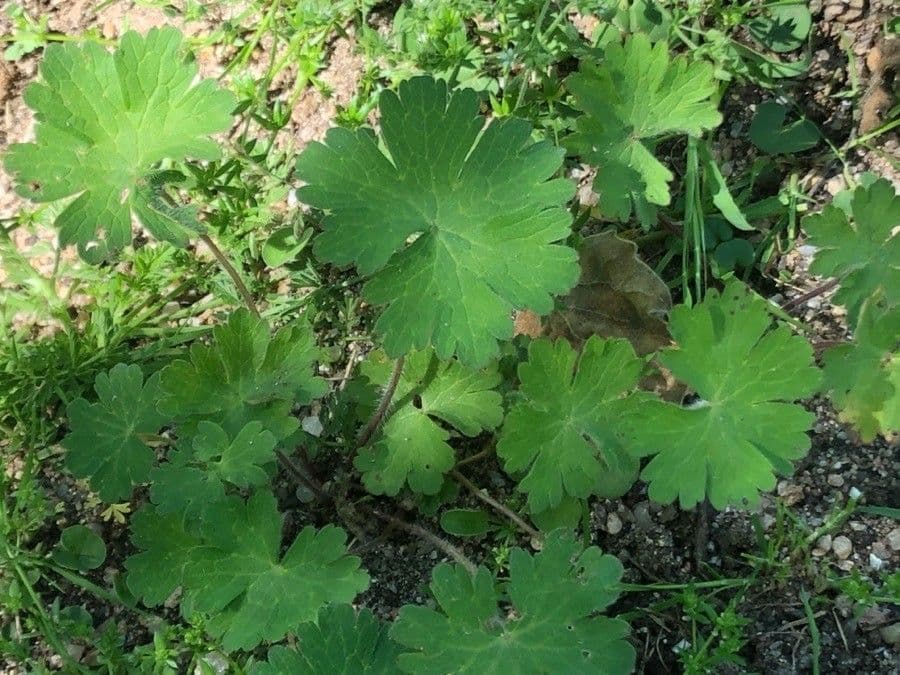 Géranium 4