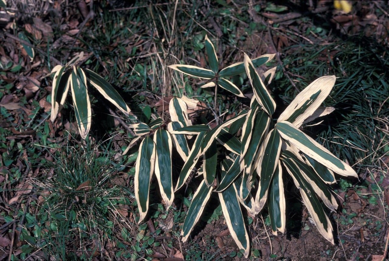 Bambù nipponico 2