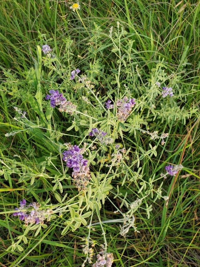 Lupinus di Hill 3