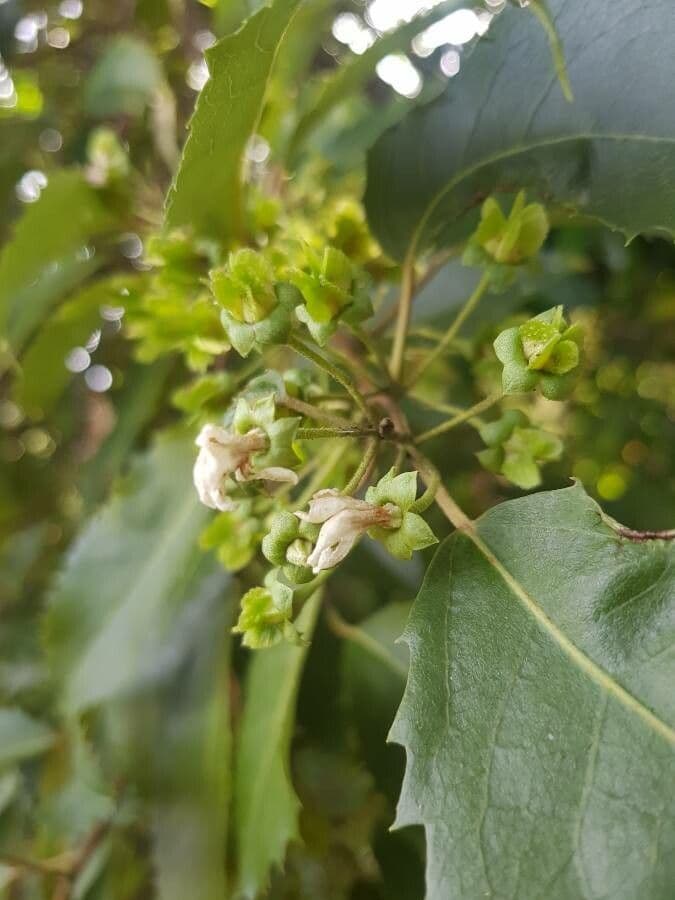 Sechstiiger Hoheria 3