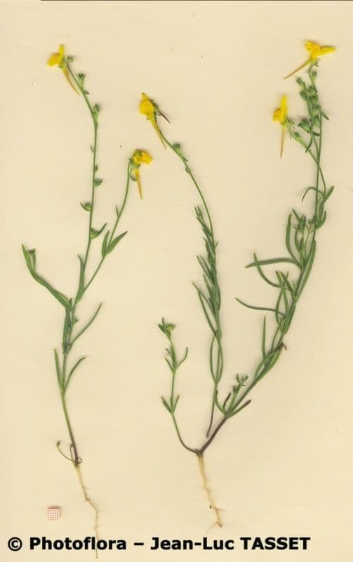 Linaria 8