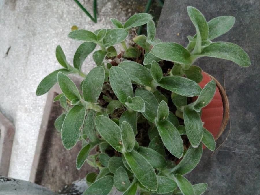 Tradescantia 10