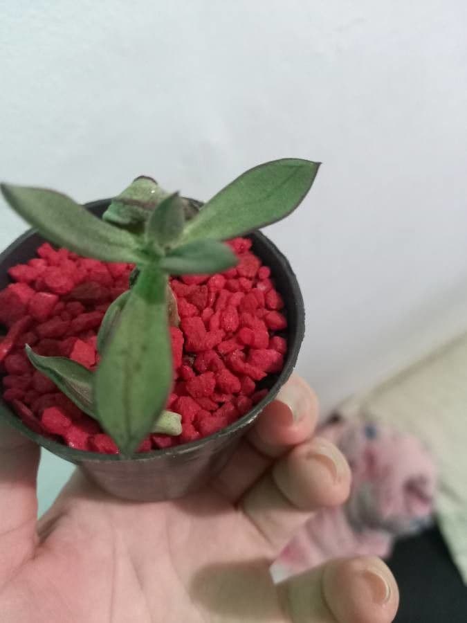 Echeveria 4