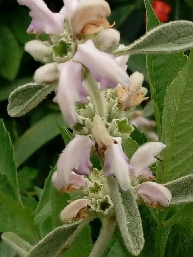 Phlomis 3