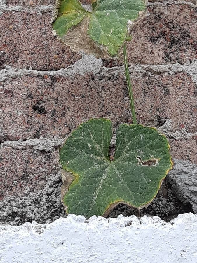 Cetriolo selvatico 16