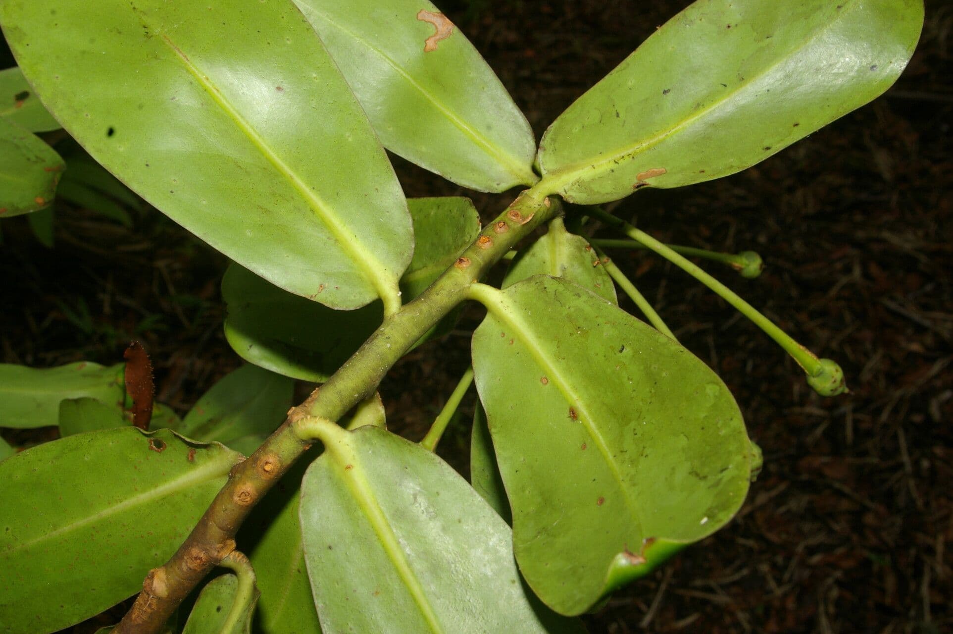 Schwartzia 14