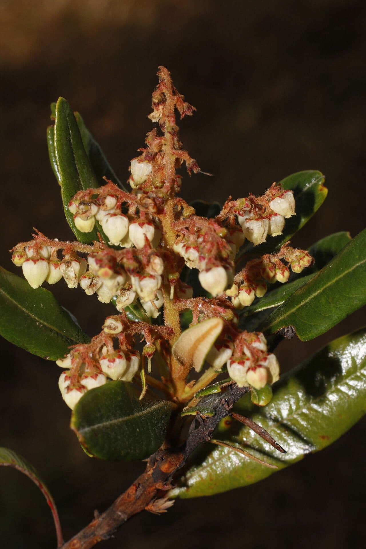 Manzanita 7