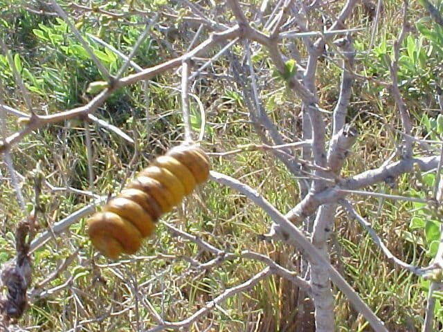 Heimlicher Schraubenbaum