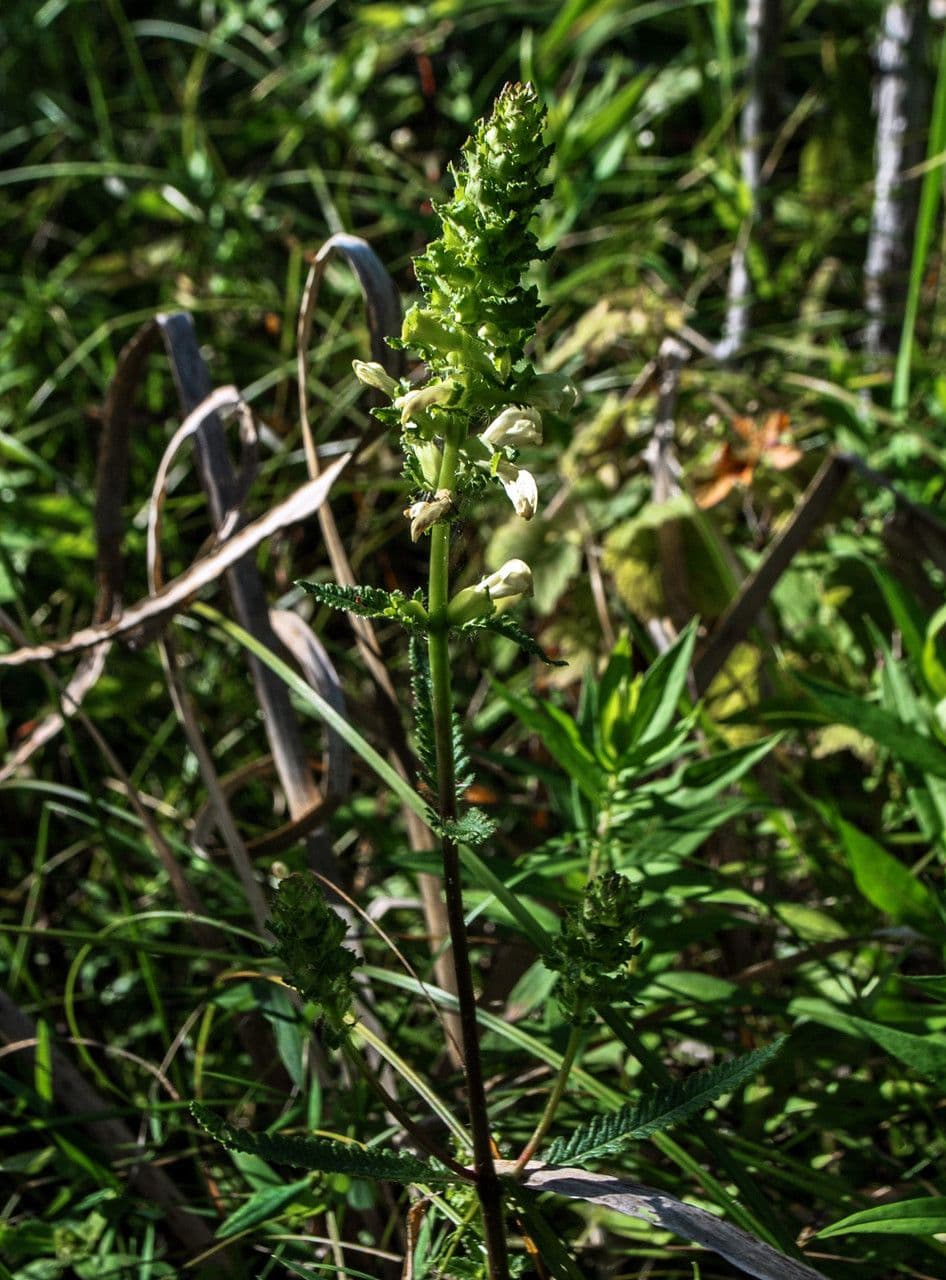 Pedicularis lanceolata 5