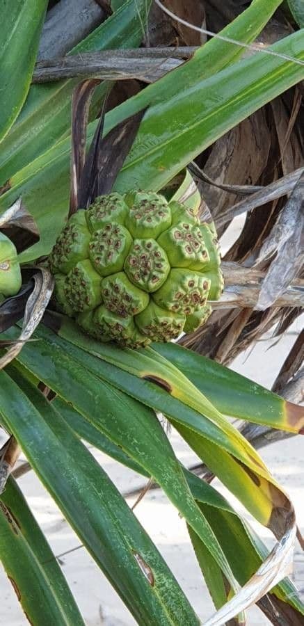Pandanus tectorius