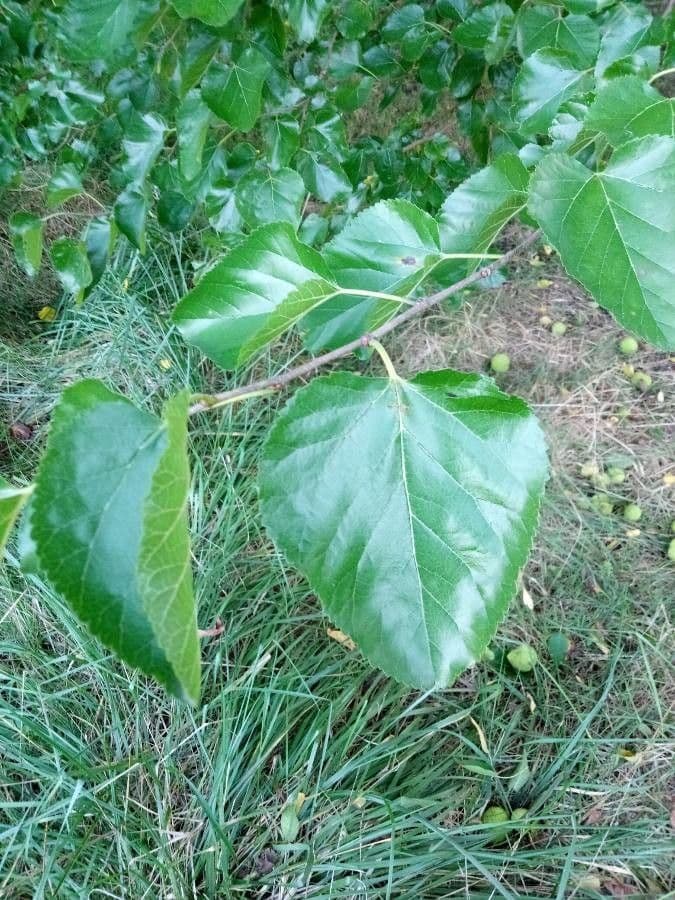 Osagedorn 16