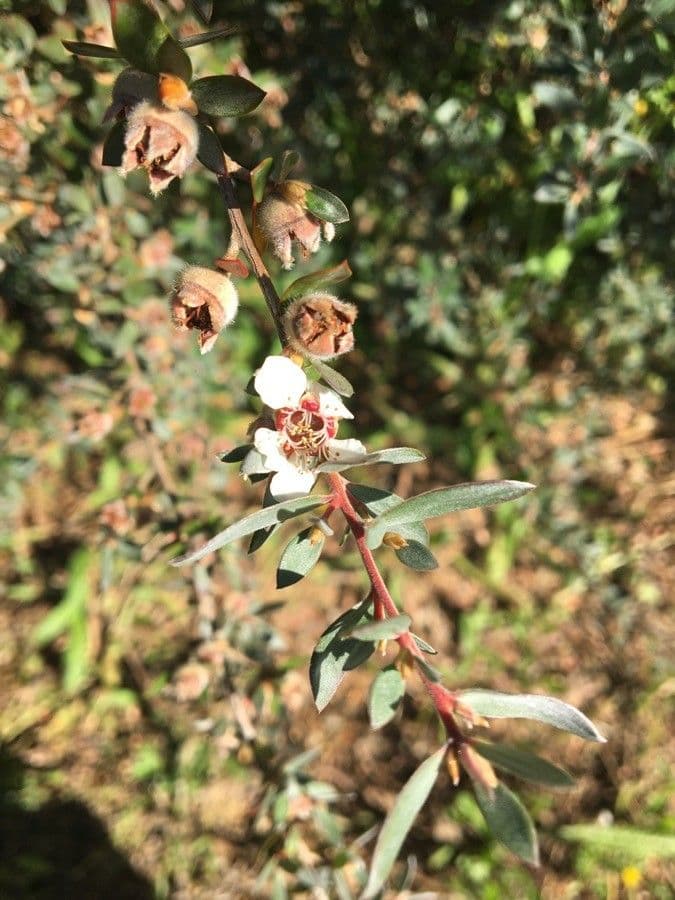 Wolliges Teebaum 3