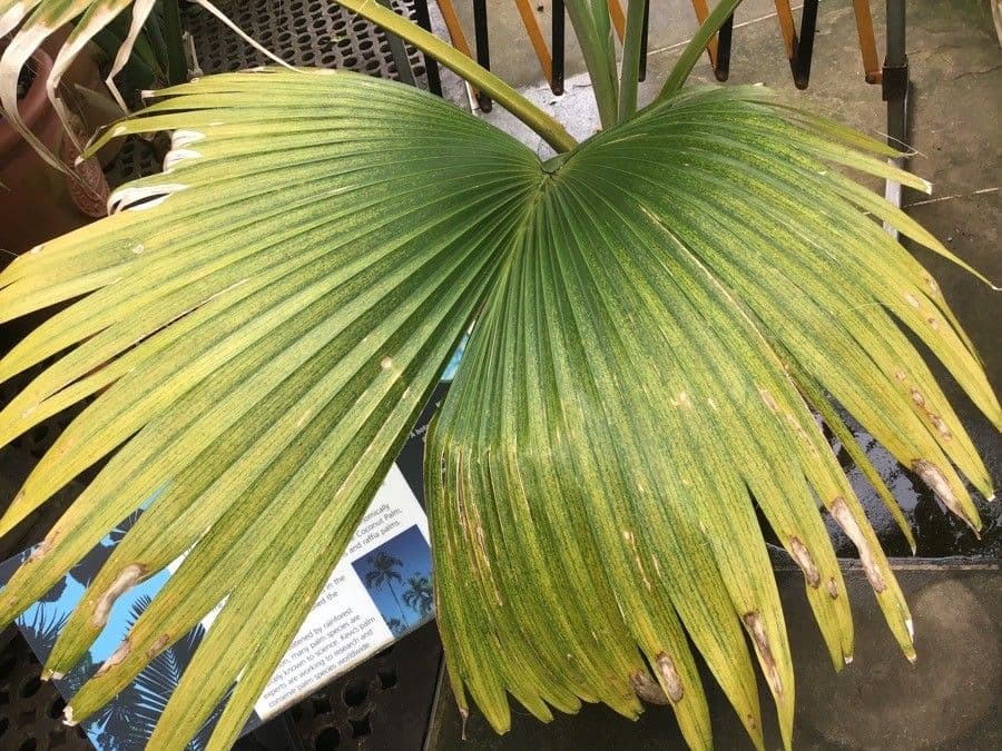 Pritchardia