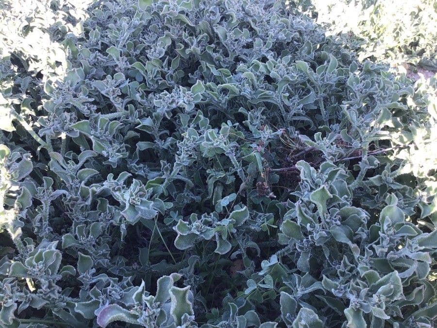 Senecione marittimo 9