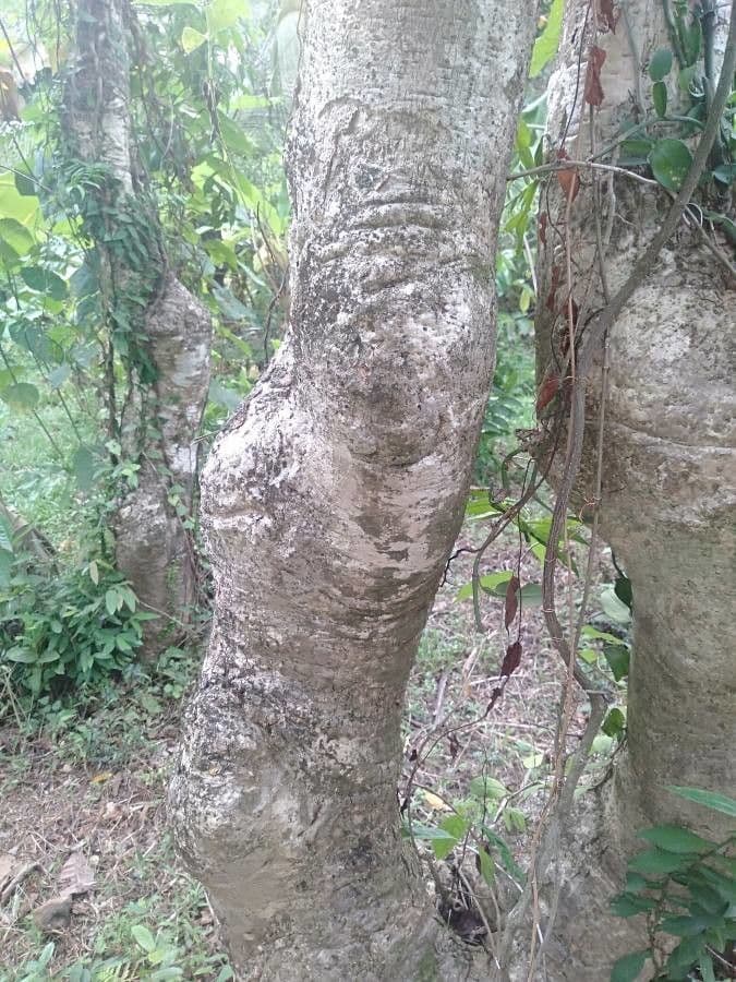Oroxylum indiano 19