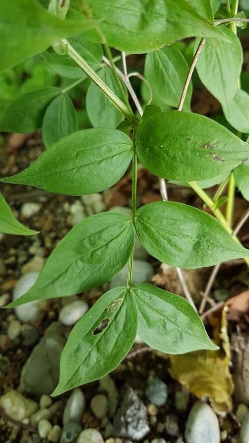 Polemonium reptans 13