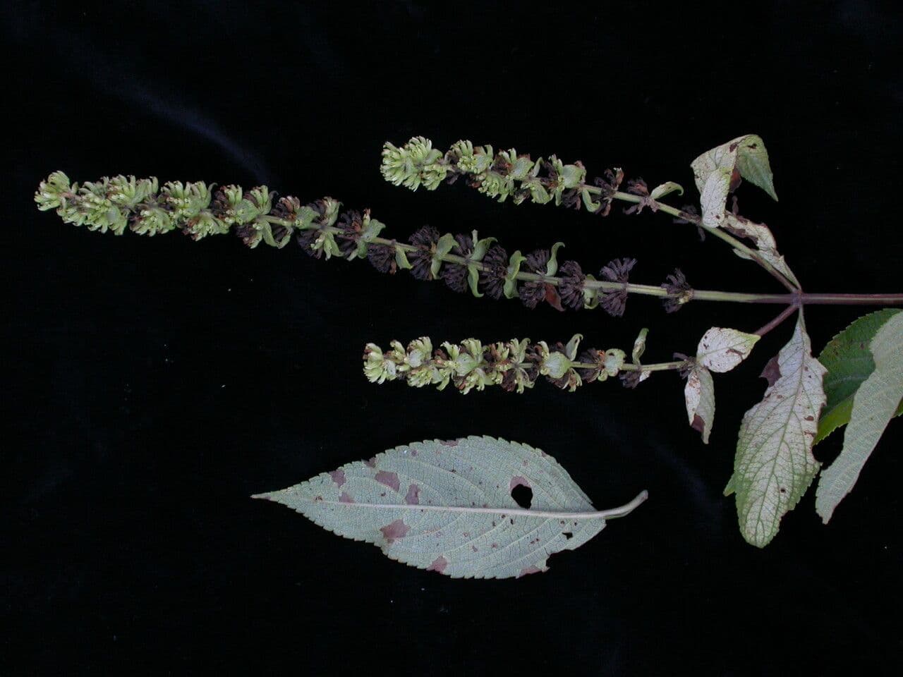 Platostoma 4