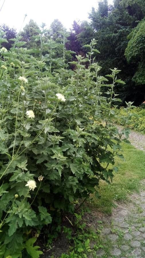 Giant-scabious 8