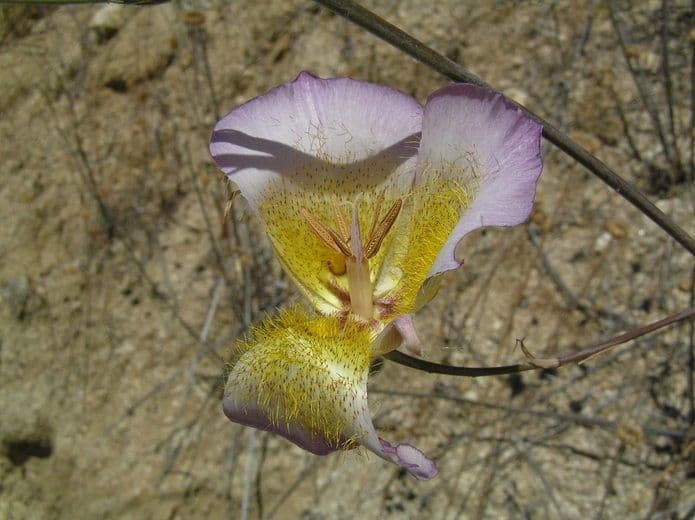 Calochortus plummerae 4