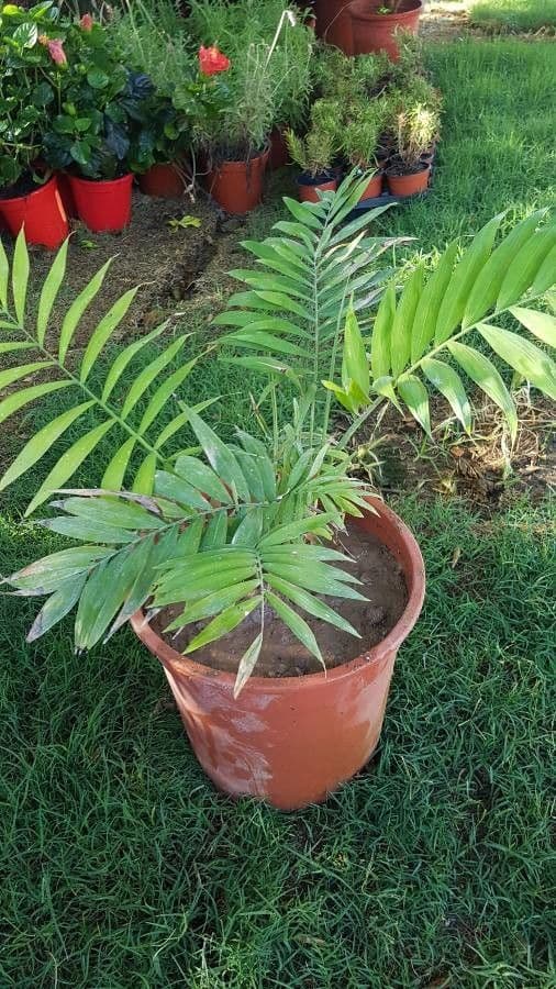 Chamaedorea 3