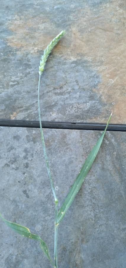 Trigo 27