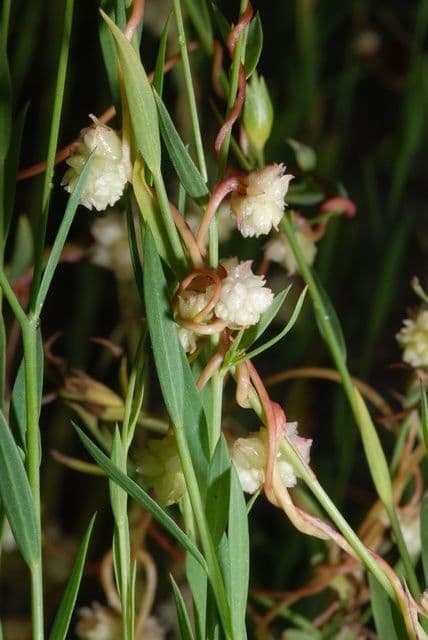 Cuscuta del lino 5