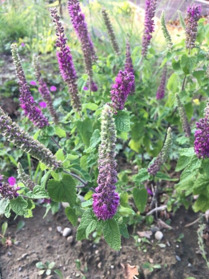 Teucrium hircanicum 17