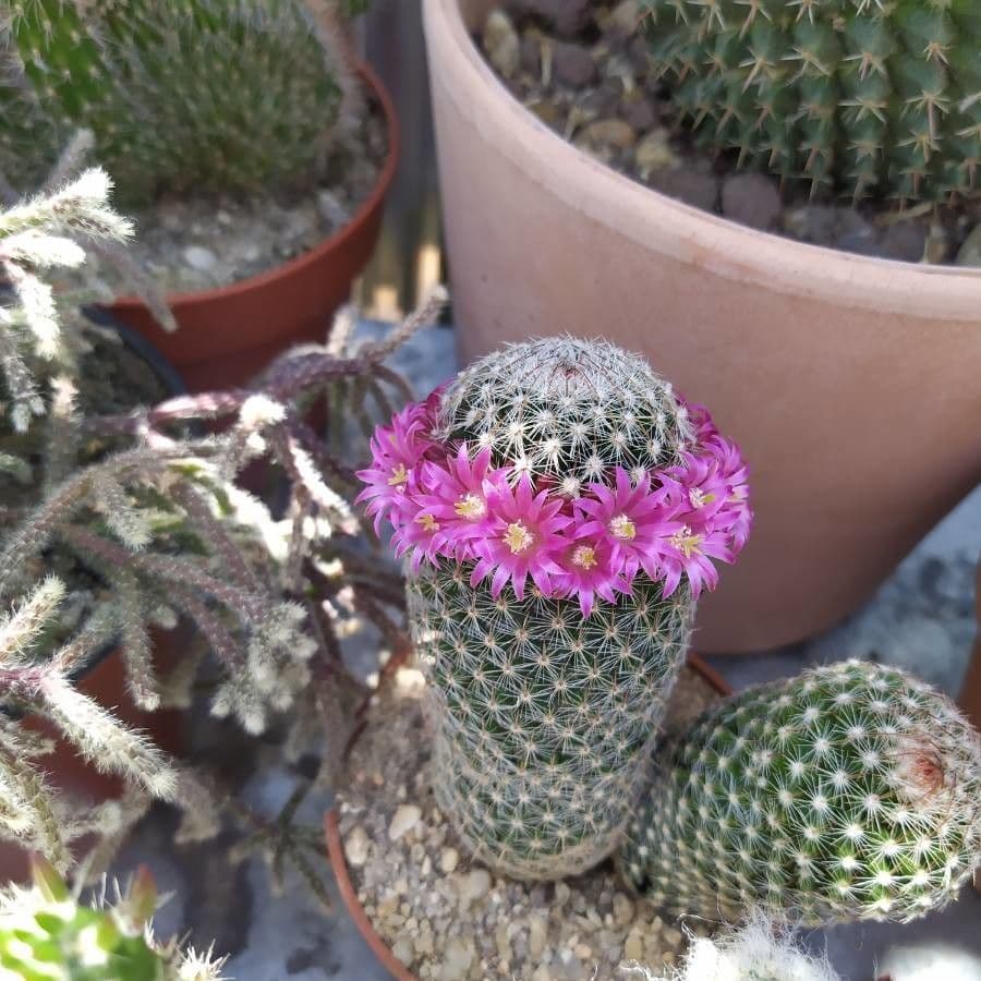 Mammillaria di Matuda 5