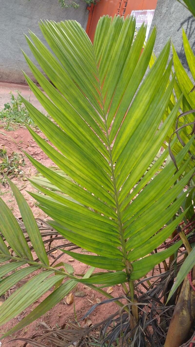 Areca 18