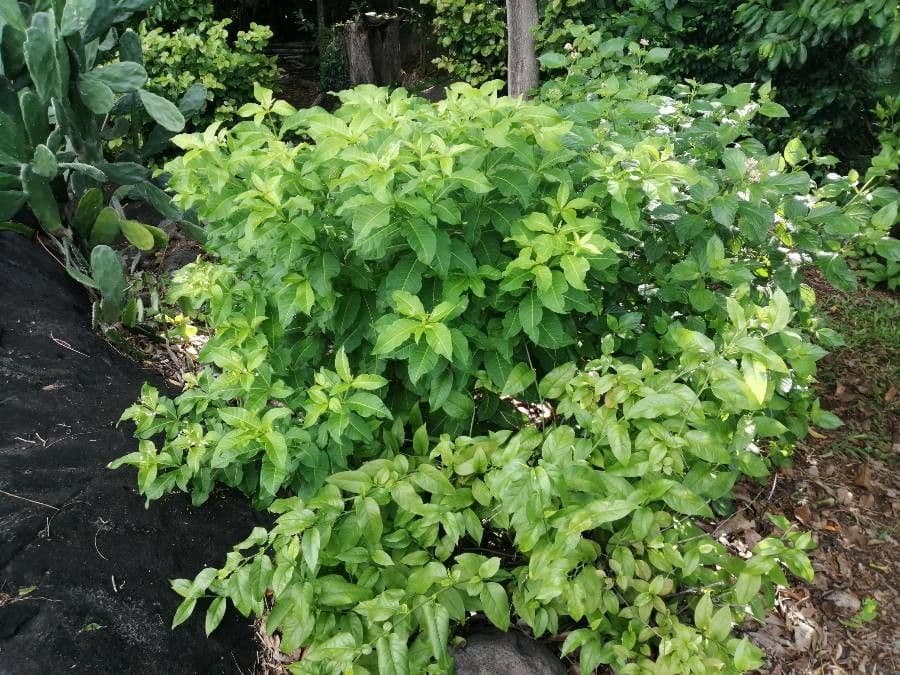 Rauvolfia viridis 10