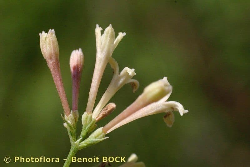 Asperula aristata 5