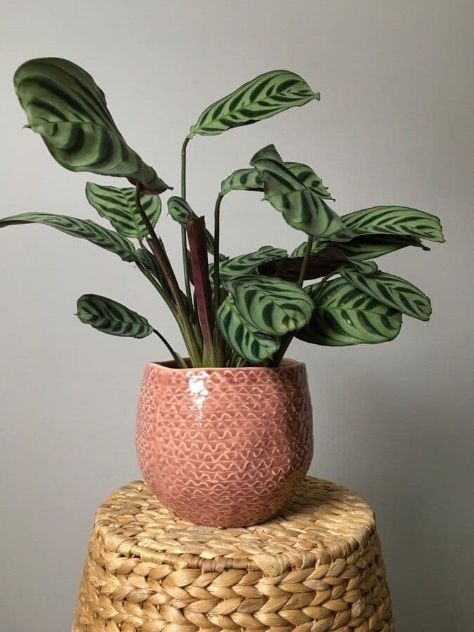 Ctenanthe 3