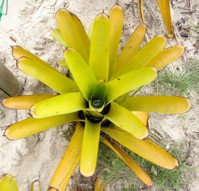 Aechmea 10