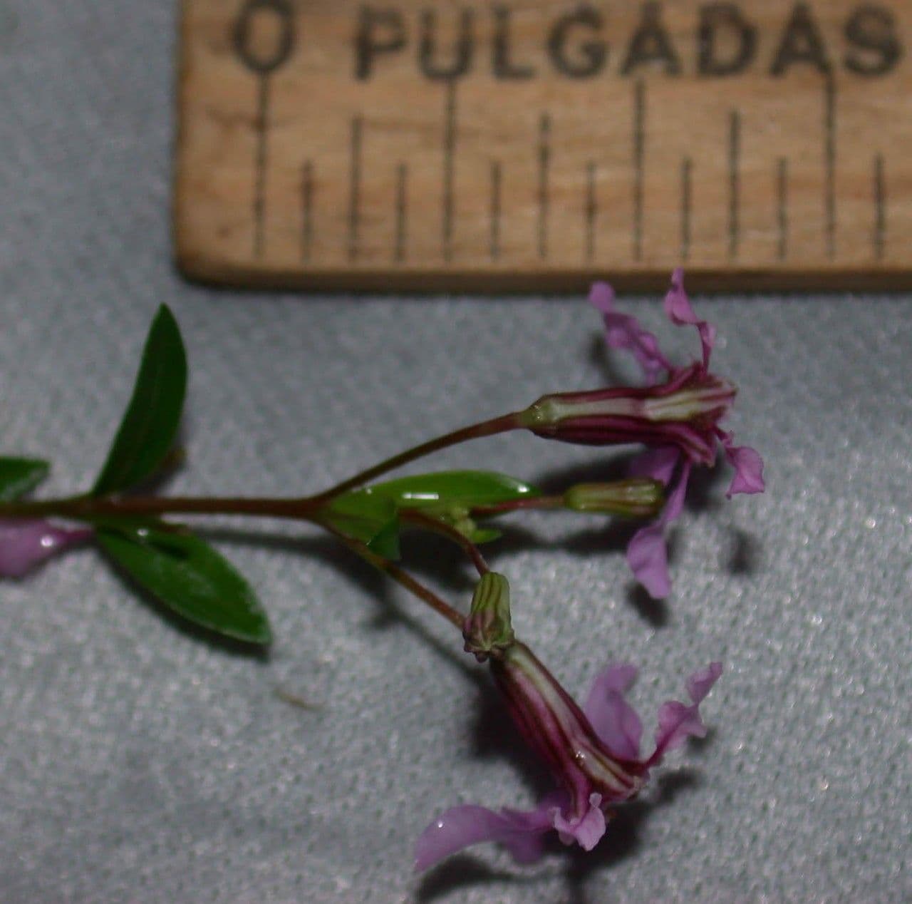 Cuphea utriculosa 12