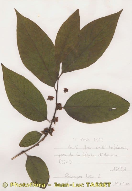 Diospyros 27