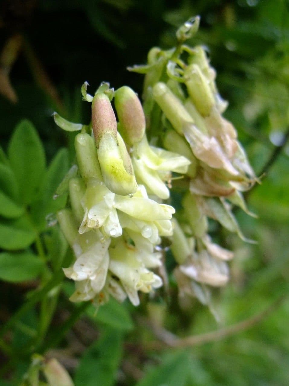 Astragalo 7
