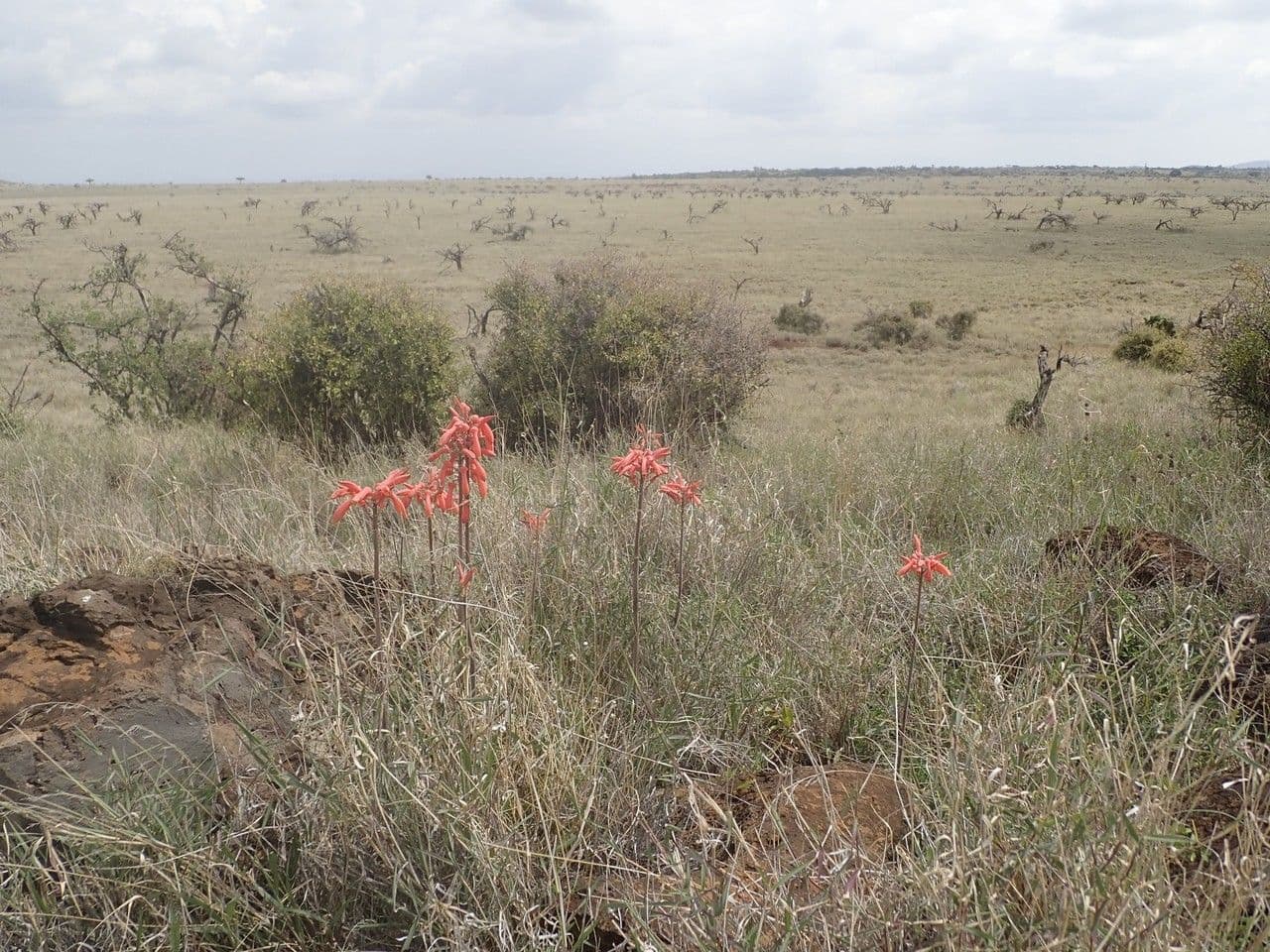 Aloe 15