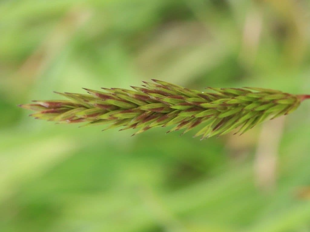 Paleo odoroso 3