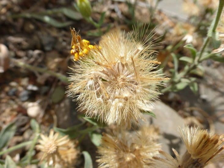 Heterotheca villosa 2